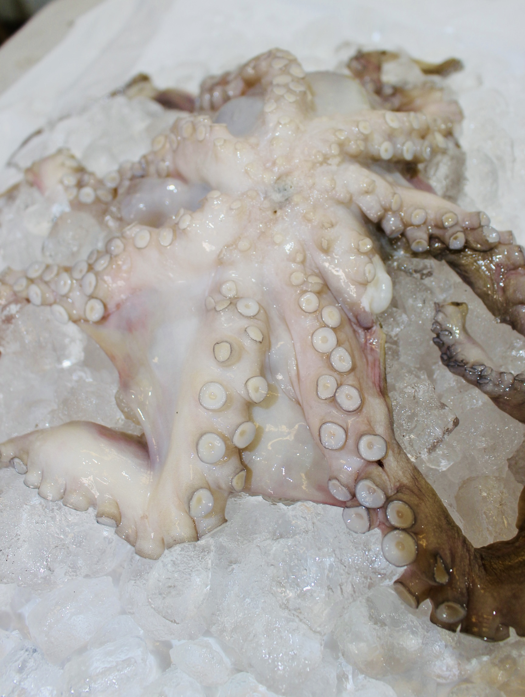 Pulpo